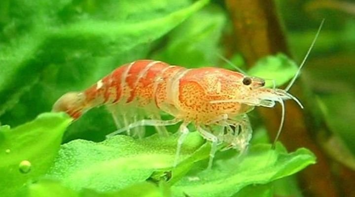 Baby Shrimp Names 