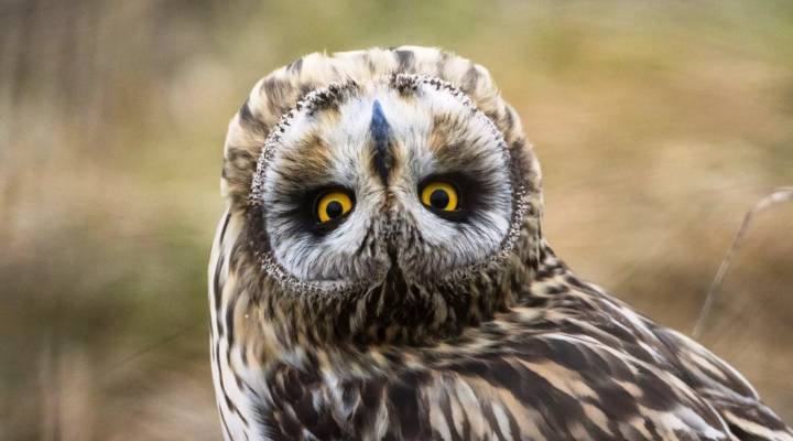 Best Cool And Catchy Owl Names  