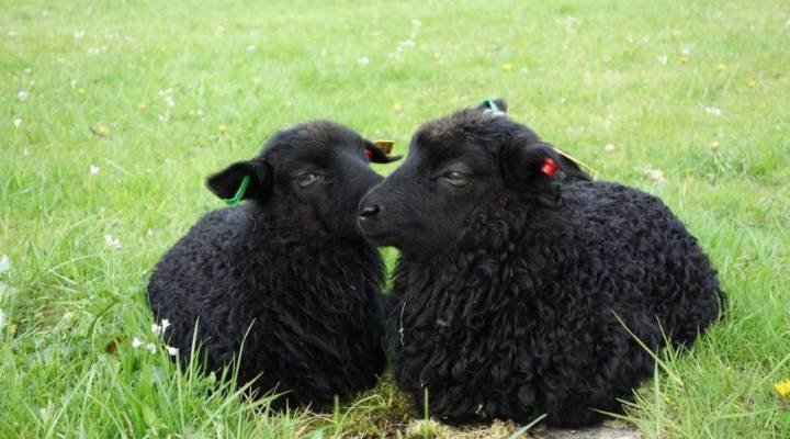 Black Sheep Names