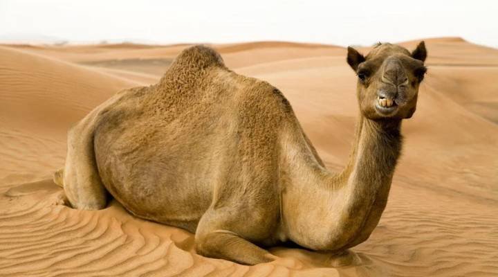 Camel Names That Start With C