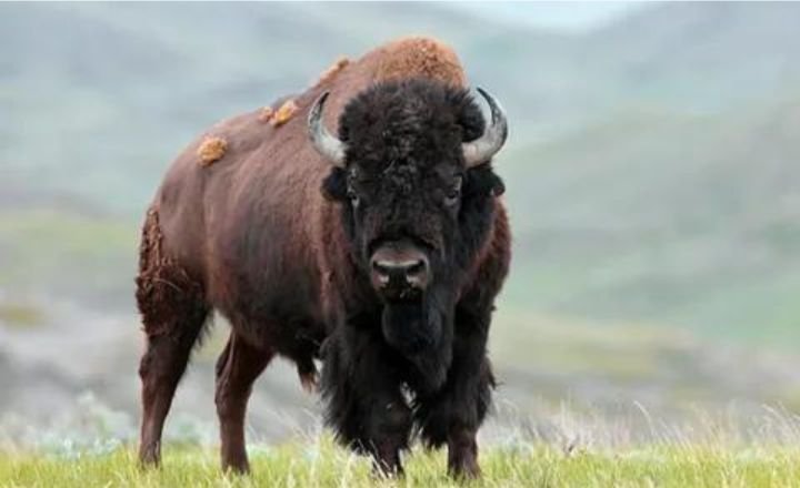 Catchy Bison Names