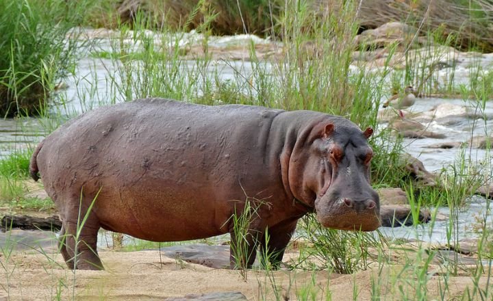 Catchy Hippopotamus Names