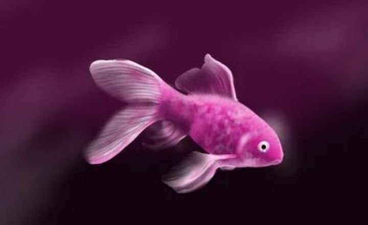 Catchy Pink Fish Names