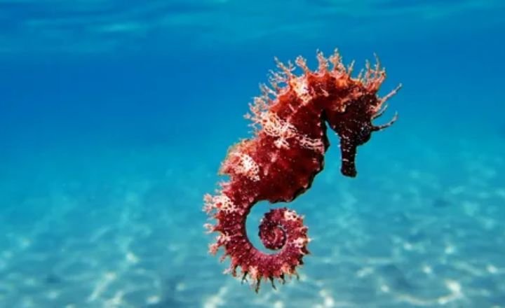 Catchy Seahorse Names