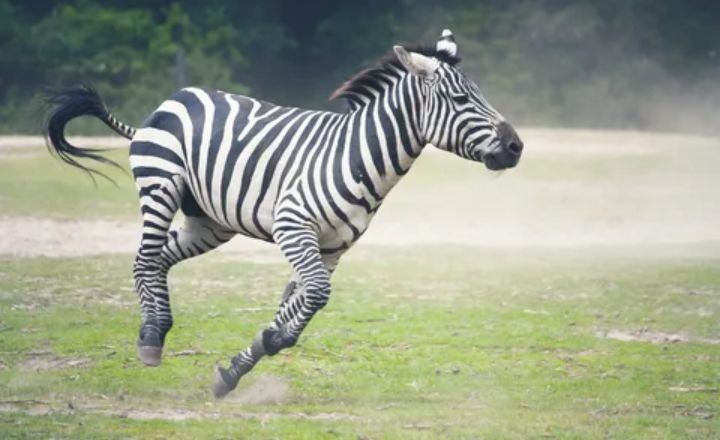 Catchy Zebra Names