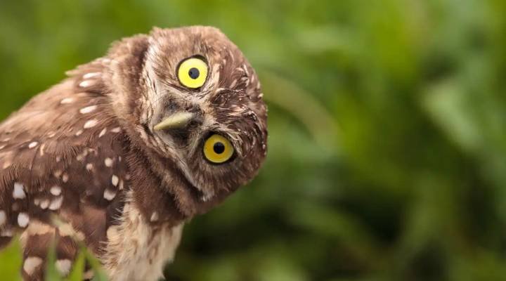 Cool And Catchy Owl Names