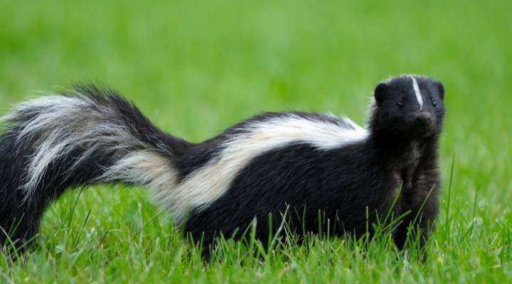 Cool And Catchy Skunk Names