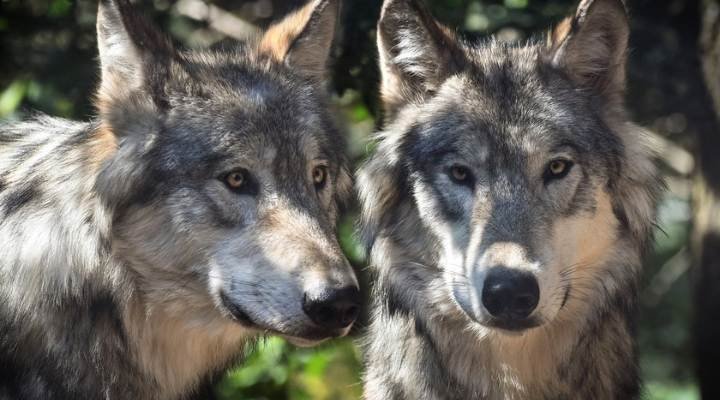 Cool And Famous Wolf names