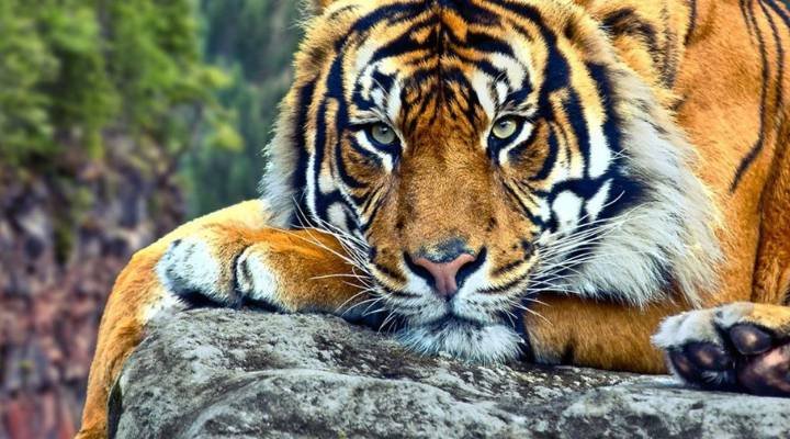 Cool And Funny Tiger Names