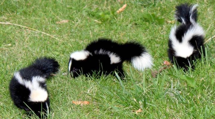 Cool Skunk Names 