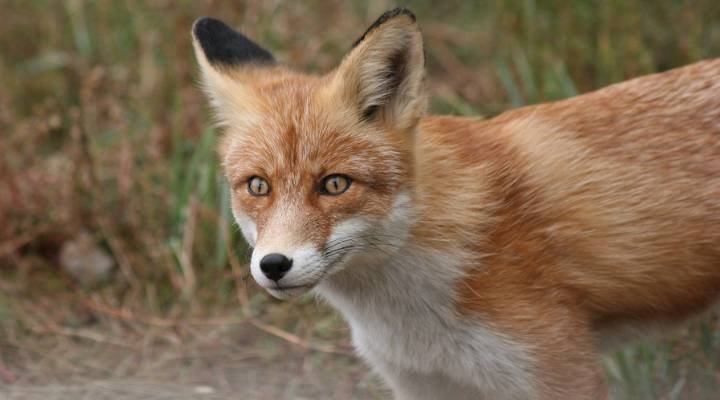 Cute And Best Fox Names