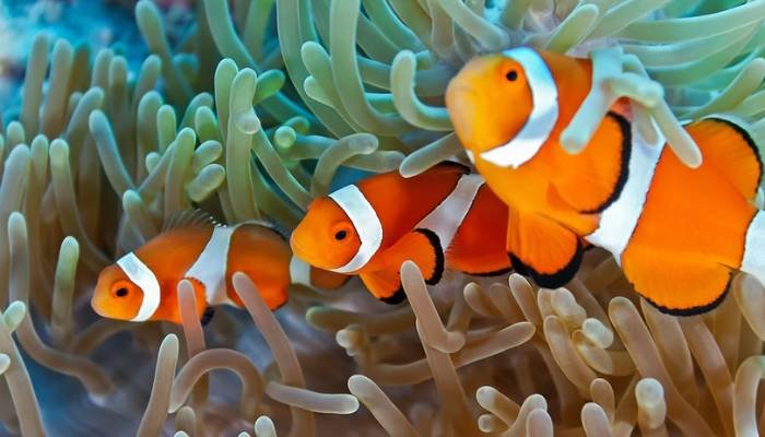 Cute And Catchy Clownfish Names