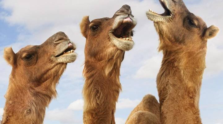 Cute And Funny Camel Names 2024