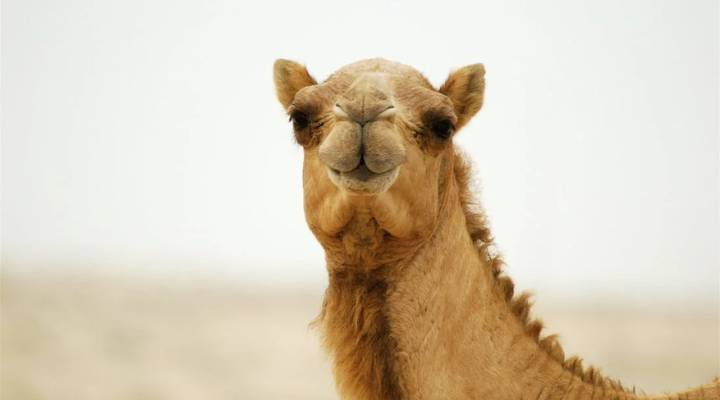 Cute And Funny Camel Names