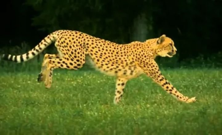 Funny Cheetah Names