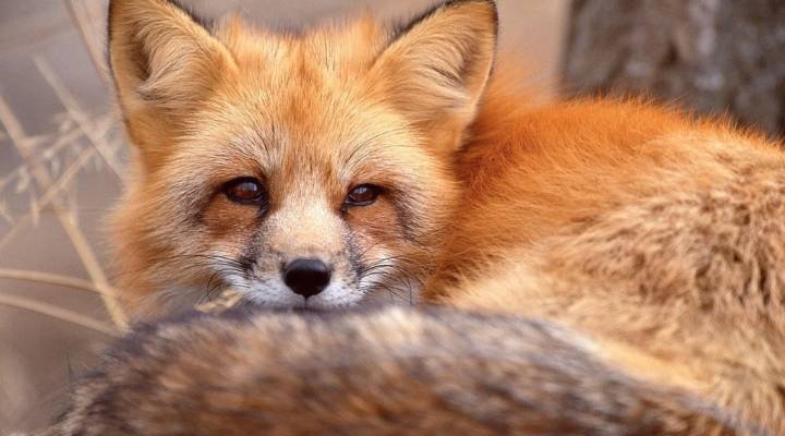 Funny Fox Names