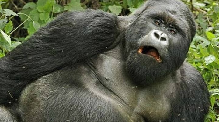 Funny Gorilla Names