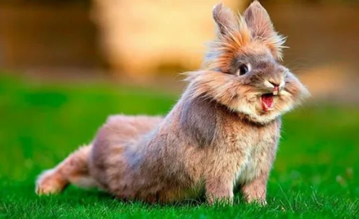 Funny Rabbit Names