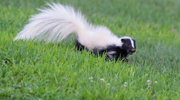 Pet Skunk Names