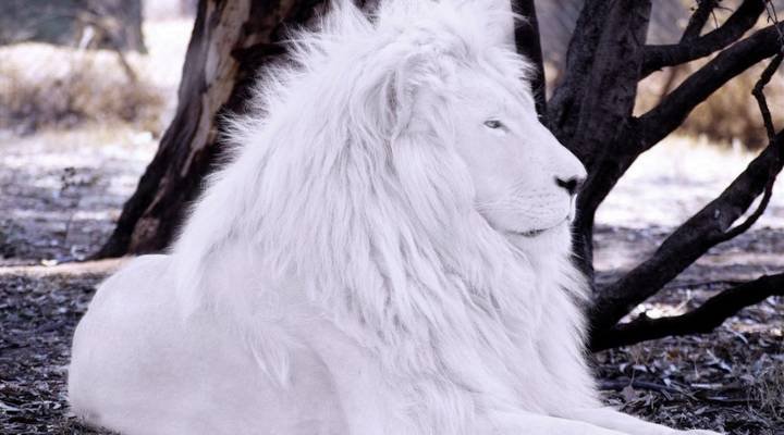 White Lion Names