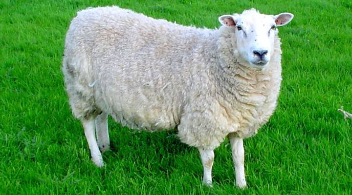 White Sheep Names