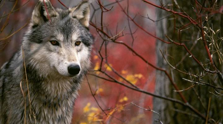 Wild Wolf Names