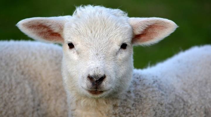 catchy lamb and sheep names