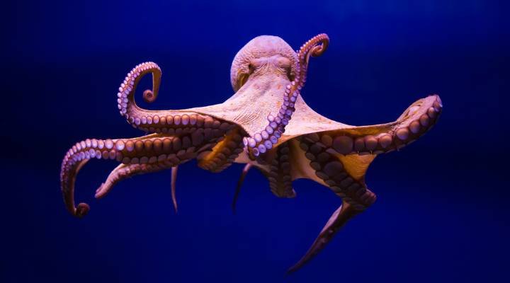 cool and catchy octopus names