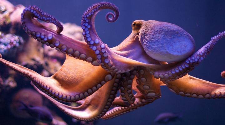 Best Catchy Octopus Names