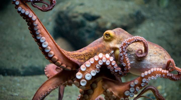 Cool Octopus Names